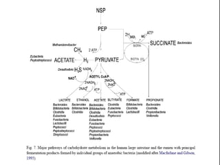 Fermentation of carbohydrates | PPT