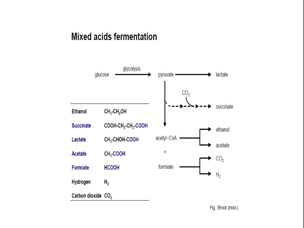 Fermentation of carbohydrates