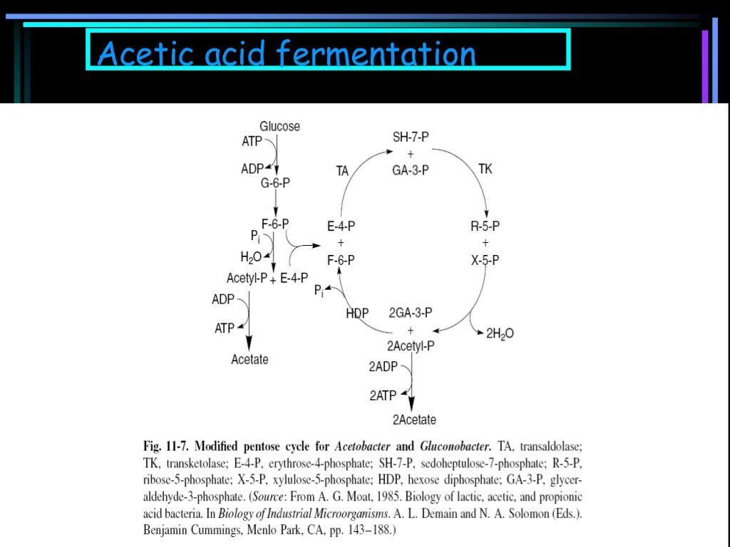 Fermentation of carbohydrates