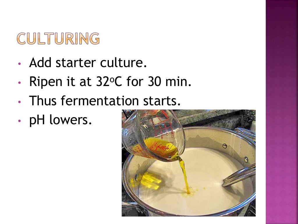 Fermentation of cheese (1)