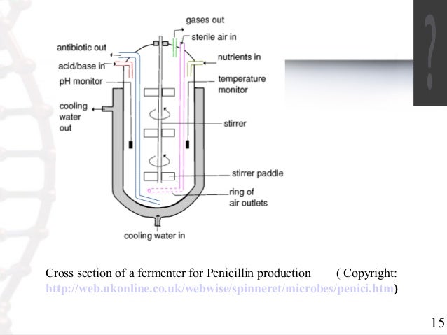 Fermentation ppt penicillin g process flow diagram 