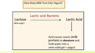 How Does Milk Turn Into Yogurt?
 