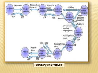 Summary of Glycolysis
 
