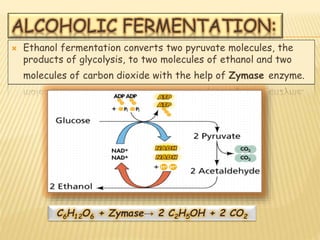 ALCOHOLIC FERMENTATION:
 Ethanol fermentation converts two pyruvate molecules, the
products of glycolysis, to two molecules of ethanol and two
molecules of carbon dioxide with the help of Zymase enzyme.
C6H12O6 + Zymase→ 2 C2H5OH + 2 CO2
 