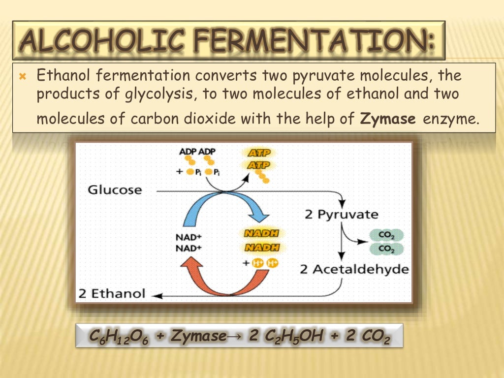 Aerobic and Anaerobic Fermentation