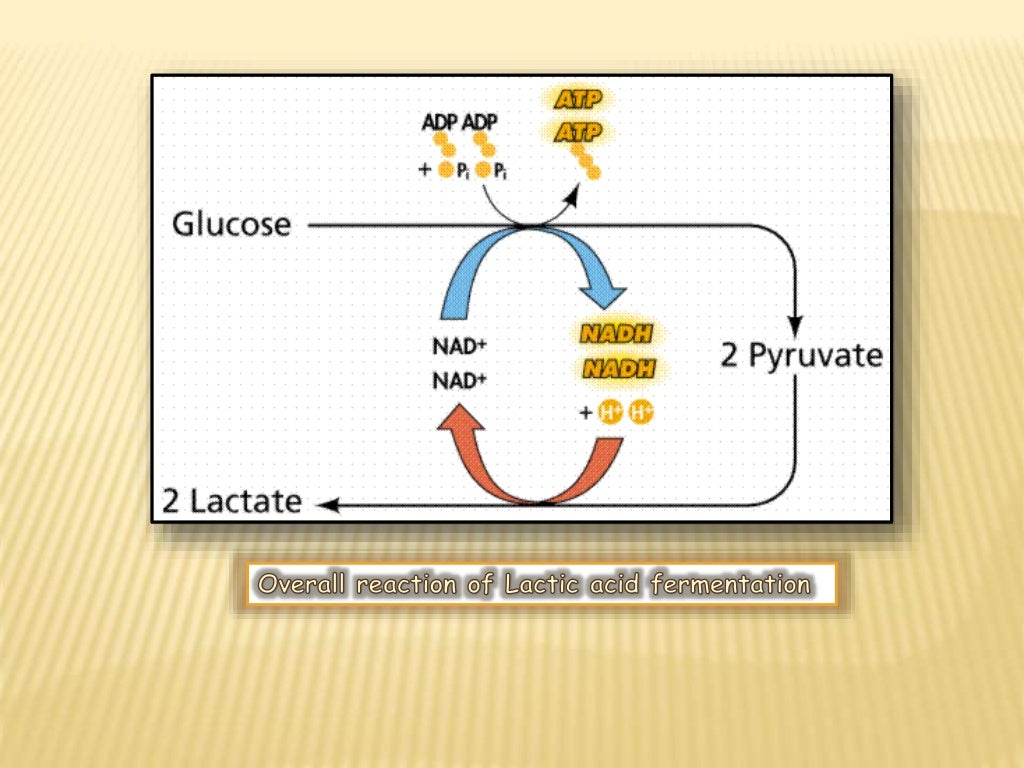 Aerobic and Anaerobic Fermentation