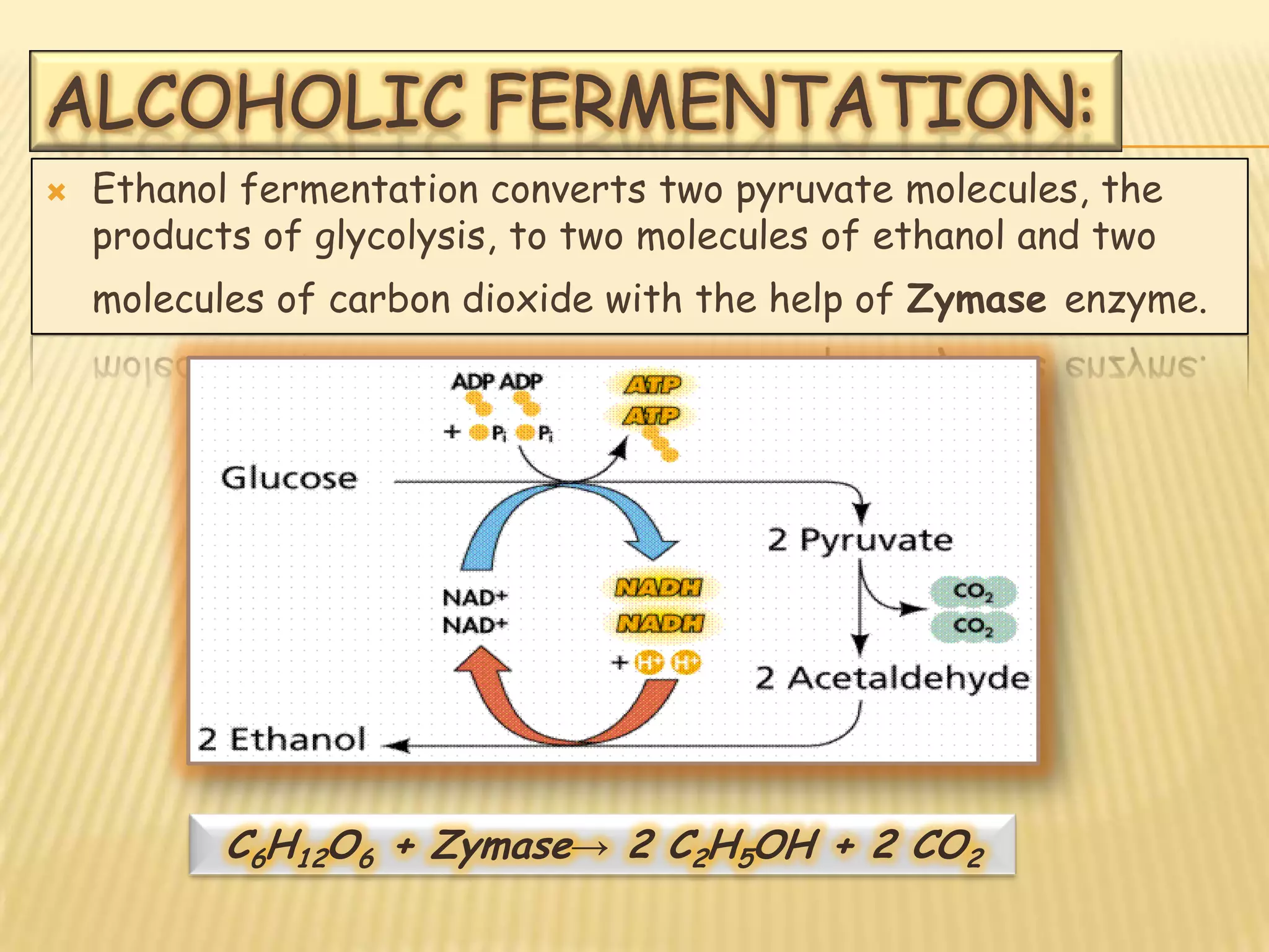 ALCOHOLIC FERMENTATION:
   Ethanol fermentation converts two pyruvate molecules, the
    products of glycolysis, to two molecules of ethanol and two
    molecules of carbon dioxide with the help of Zymase enzyme.




           C6H12O6 + Zymase→ 2 C2H5OH + 2 CO2
 
