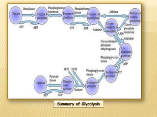 Summary of Glycolysis
 