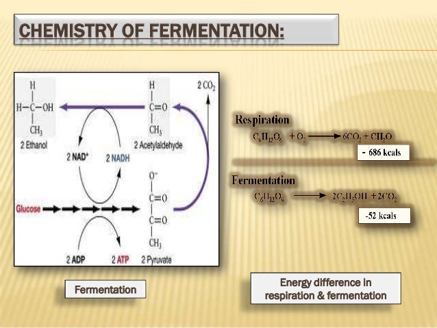 Fermentation presentation - Fermentation Presentation 3 638