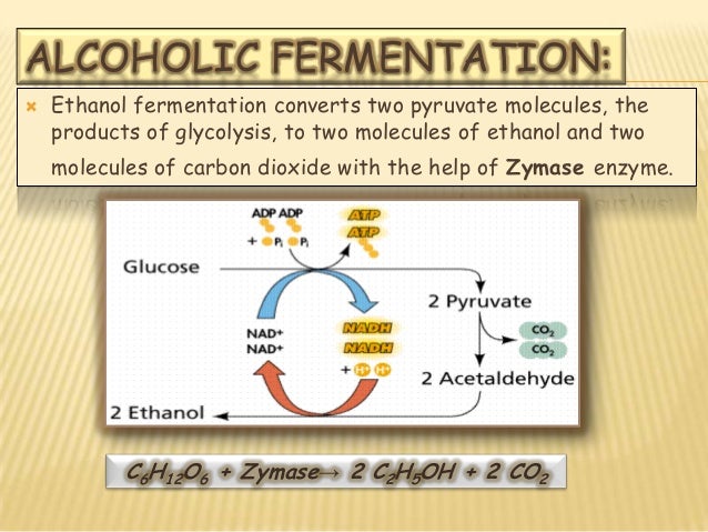 fermentation presentation alcoholic fermentation