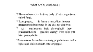 What Are Mushrooms ?
The mushroom is a fruiting body of microorganisms
called fungi.
Topropagate, it forms a mycelium initates
growth
stage, generating spores in the gills for dispersal.
As mushrooms lack chlorophyll, they
don’t

photosynthesize (process energy from sunlight)
like green plants.
Mushrooms themselves are tasty, popular to eat and a
beneficial source of nutrients for people.
 