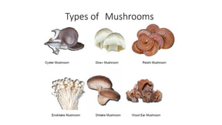 Types of Mushrooms
 
