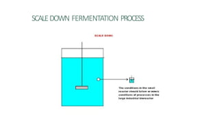 SCALEDOWN FERMENTATION PROCESS
 