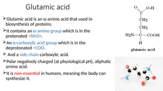 Glutamic acid
Glutamic acid is an α-amino acid that used in
biosynthesis of proteins.
It contains an α-amino group which is in the
protonated −NH3+.
An α-carboxylic acid group which is in the
deprotonated −COO.
 And a side chain carboxylic acid.
Polar negatively charged (at physiological pH), aliphatic
amino acid.
It is non-essential in humans, meaning the body can
synthesize it.
 