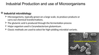 Industrial Production and use of Microorganisms
 Industrial microbiology
 Microorganisms, typically grown on a large scale, to produce products or
carry out chemical transformations.
 The glutamic acid is produced through the fermentation process
 Major organism used is Corynebacterium glutamicum .
 Classic methods are used to select for high-yielding microbial variants.
Corynebacterium glutamicum
 