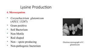 Lysine Production
 Corynebactrium glutamicum
(ATCC 13287)
 Gram positive
 Soil Bacterium
 Non-Motile
 Rod shaped
 Non – spore producing
 Non-pathogenic bacterium
Electron micrograph of C.
glutamicum
4. Microorganism
 