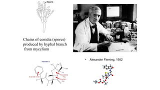 • Alexander Fleming, 1952
Chains of conidia (spores)
produced by hyphal branch
from mycelium
 