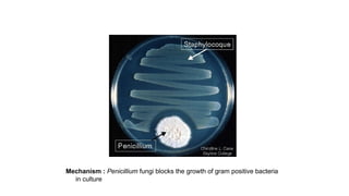 Mechanism : Penicillium fungi blocks the growth of gram positive bacteria
in culture
 