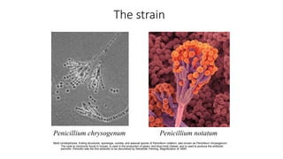 The strain
Penicillium chrysogenum Penicillium notatum
Mold conidiophores, fruiting structures, sporangia, conidia, and asexual spores of Penicillium notatum, also known as Penicillium chrysogenum.
The mold is commonly found in homes, is used in the production of green- and blue-mold cheese, and is used to produce the antibiotic
penicillin. Penicillin was the first antibiotic to be discovered by Alexander Fleming. Magnification of X600
 
