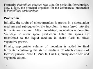 Formerly, Penicillium notatum was used for penicillin fermentation.
Now-a-days, the principal organism for the commercial production
is Penicillium chrysogenum.
Production :
Initially, the strain of microorganism is grown in a sporulation
medium and subsequently, the inoculum is transferred into the
fermentation medium. After inoculation, incubation is done for
5-7 days to allow spore production. Later, the spores are
transferred to the liquid medium in shake flask to allow
vegetative growth.
Finally, appropriate volume of inoculum is added to final
fermenter containing the sterile medium of which consists of
lactose, glucose, NaNO3, ZnSO4, CaCO3, phenylacetic acid and
vegetable oil etc.
 