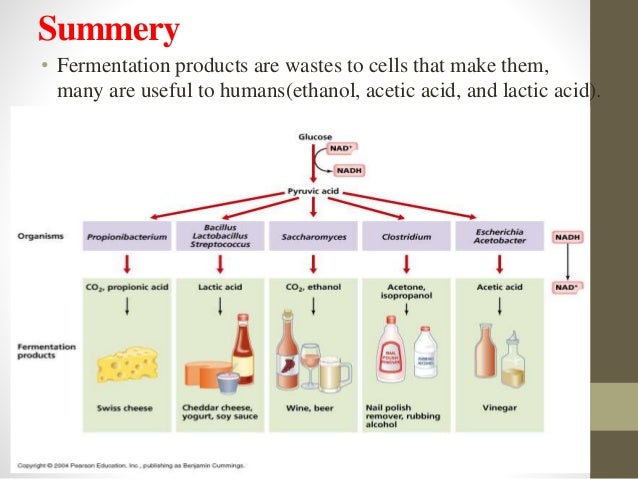 Fermentative metabolism - Fermentative Metabolism 21 638