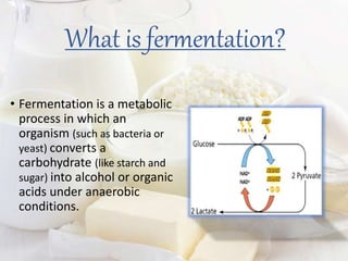 What is fermentation?
• Fermentation is a metabolic
process in which an
organism (such as bacteria or
yeast) converts a
carbohydrate (like starch and
sugar) into alcohol or organic
acids under anaerobic
conditions.
 