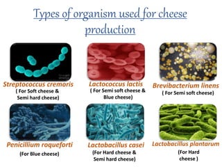 Types of organism used for cheese
production
Streptococcus cremoris Brevibacterium linensLactococcus lactis
Penicillium roqueforti Lactobacillus casei Lactobacillus plantarum
( For Soft cheese &
Semi hard cheese)
( For Semi soft cheese &
Blue cheese)
( For Semi soft cheese)
(For Blue cheese) (For Hard cheese &
Semi hard cheese)
(For Hard
cheese )
 