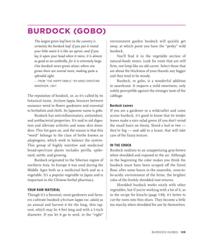 BURDOCK (GOBO)
The largest green leaf here in the country is
certainly the burdock leaf: if you put it round
your little waist it is like an apron; and if you
lay it upon your head when it rains, it is almost
as good as an umbrella, for it is extremely large.
One burdock never grows alone; where one
grows there are several more, making quite a
splendid sight.
— FROM “THE HAPPY FAMILY,” BY HANS CHRISTIAN
ANDERSEN, 1847
The reputation of burdock, or, as it’s called by its
botanical name, Arctium lappa, bounces between
nuisance weed to flower gardeners and essential
to herbalists and chefs. Its Japanese name is gobo.
Burdock has anti-inflammatory, antioxidant,
and antibacterial properties. It’s said to aid diges-
tion and alleviate arthritis and some skin disor-
ders. This list goes on, and the reason is that this
“weed” belongs to the class of herbs known as
adaptogens, which work to balance the system.
This group of highly nutritive and medicinal
broad-spectrum plants includes perilla, spike-
nard, nettle, and ginseng.
Burdock originated in the Siberian region of
northern Asia. In Europe it was used during the
Middle Ages both as a medicinal herb and as a
vegetable. It’s a popular vegetable in Japan and is
important in the Chinese herbal pharmacy.
YOUR RAW MATERIAL
Though it’s a biennial, most gardeners and farm-
ers cultivate burdock (Arctium lappa var. edule) as
an annual and harvest it for the long, thin tap-
root, which may be 4 feet long and with a 1-inch
diameter. If you let it go to seed, in the “right”
environment garden burdock will quickly get
away, at which point you have the “pesky” wild
burdock.
You’ll find it in the vegetable section of
natural-­
foods stores. Look for roots that are still
firm, not limp like an old carrot. Select those that
are about the thickness of your thumb; any bigger
and they tend to be woody.
Burdock, or gobo, is a wonderful addition
to sauerkraut. It imparts a mild sweetness, only
subtly perceptible against the stronger taste of the
cabbage.
Burdock Leaves
If you are a gardener or a wildcrafter and come
across burdock, it’s good to know that its tender
leaves make a nice salad green (if you don’t mind
the small hairs on them). Shred a leaf or two —
they’re big — and add to a kraut; that will take
care of the fuzzy texture.
IN THE CROCK
Burdock oxidizes to an unappetizing gray-brown
when shredded and exposed to the air. Although
in the beginning the color makes you think the
burdock must have been scraped off the forest
floor, after some hours in the anaerobic, soon-to-
be-acidic environment of the brine, the brighter
color of the freshly shredded root returns.
Shredded burdock works nicely with other
vegetables, but if you’re working with a lot of it, as
in the recipe for kimchi (page 130), it’s better to
cut the roots into thin slices. They become a little
too starchy when shredded for use by themselves.
Burdock (Gobo) 129
 