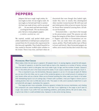 PEPPERS
Jalapeno Hal was a rough, tough cowboy. He
was tough as a boot. He was tough as nails. He
was tough as a horned toad’s hide in summer.
His heart was made of stone, and he was proud
of it. . . . He was mean and had mean breath .
. . scorching-hot breath. This was because Jala-
peno Hal ate so many jalapeno peppers.
— JO HARPER, JALAPENO HAL, 1997
We roasted, seeded, and peeled whole green
chiles; loaded them in half-pint jars; and pressure-
canned them for 35 minutes (the requirement for
this low-acid vegetable). They looked beautiful as
they waited to become stuffed chiles relleños in
the winter. Then it was time, and that’s when we
discovered that even though they looked right,
inside they were so mushy they disintegrated
when touched. Lesson learned. We still roast and
peel whole green chiles at harvest season, but now
we freeze them instead of canning them. All oth-
ers are fermented.
Fermented chiles — now there’s the triumph
in the preservation canon! The process not only
keeps the integrity of their flavor; it also enhances
it. Peppers and chiles in fermentation are ver-
satile. You can make them into pastes, salsas,
sauces, pickles. They’ll add another layer of flavor
to kraut and kimchi. Most fermented peppers do
soften, not to mush, but they don’t retain the crisp
Handling Hot Chiles
What makes chiles hot and spicy is capsaicin. All peppers have it, to varying degrees, except the bell pepper.
The level of capsaicin, or what the mouth feels as heat or fire, depends on a number of factors, among
them the climate in which a chile grew, how much water it got, its age, and the number of seeds. Capsaicin
oil is in the white pith and in the tissue around the seeds. It can cause a reaction even when you touch it.
This is important to you, the fermentista. Because capsaicin is an oil, it’s not easy to wash off. Before
you cut any of the hot chiles, put on a pair of thin protective gloves or rub a small amount of cooking oil on
your hands; either acts as a barrier. When you’ve finished handling the chiles, wash your hands in hot water
with dishwashing liquid or an oil-cutting soap. If there’s still a problem, rinse your fingers in lemon juice or
rubbing alcohol, then rub in a little aloe vera or milk. The casein in milk, and in products made from it, such
as buttermilk and yogurt, neutralizes the capsaicin.
The lungs are even more vulnerable. Airborne capsaicin irritates the mucous membranes, and inhaling
this compound can cause breathing problems. You’ll feel it as a tightening in the lungs or you’ll start to
cough. Use caution if you suffer from any breathing problems, particularly asthma. Be sure to seed, chop,
or grind raw chiles in a well-ventilated area. Capsaicin is also active during cleanup.
212 Peppers
 