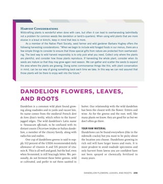 DANDELION FLOWERS, LEAVES,
AND ROOTS
Dandelion is a common wild plant found grow-
ing along roadsides and in yards and vacant lots.
Its name comes from the medieval French dent
de lions (lion’s teeth), which refers to the leaves’
jagged edges. The wild dandelion’s Latin name
is Taraxacum officinale, to be confused with its
distant cousin Chicorium intybus or Italian dande-
lion, a member of the chicory family, along with
radicchio and endive.
One cup of dandelions greens is said to sup-
ply 112 percent of the USDA recommended daily
allowance of vitamin A and 535 percent of vita-
min K. This is all well and good, but the leaf, even
when fermented, is still bracingly bitter. We, per-
sonally, do not ferment these bitter greens, wild
or cultivated, and prefer to eat them sautéed in
butter. Our relationship with the wild dandelion
has been the closest with the flower: fritters and
wine. As for the greens and the root, well, like
many plants we know, they are good for us but we
don’t often go there.
YOUR RAW MATERIAL
Dandelions can be found everywhere (like in the
sidewalk cracks) but you want to be picky about
the location you choose. Dandelions growing in
rich soil will have larger leaves and roots. It is
most prudent to avoid roadside specimens and
only harvest from lawns you are confident have
not been sprayed or chemically fertilized in
many years.
Harvest Considerations
Wildcrafting plants is wonderful when done with care, but often it can lead to overharvesting (admittedly
not a problem for common weeds like dandelion or lamb’s-quarters). When using wild plants that are more
elusive in a kraut or kimchi, keep in mind that less is more.
As a member of the Native Plant Society, seed farmer and wild gardener Barbara Hughey offers the
following harvesting considerations: “When we begin to include wild foraged foods in our menus, there are a
few simple things to consider to ensure that those special gifts from nature are protected from overharvest-
ing. The best way to wild harvest responsibly is to only pick what you need. Collect only where the plants
are plentiful, and consider how those plants reproduce. If harvesting the whole plant, consider when its
seeds are mature so that they may grow again next season. We can gather and scatter the seeds to expand
the area where the plants are growing. Doing some commonsense things like this, with plant conservation
in mind, can be our way of giving something back each time we take. In this way we can rest assured that
those plants will be there to enjoy well into the future.”
Dandelion Flowers, Leaves, and Roots 259
 