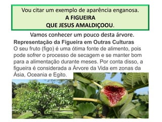 Vou citar um exemplo de aparência enganosa.
A FIGUEIRA
QUE JESUS AMALDIÇOOU.
Representação da Figueira em Outras Culturas
O seu fruto (figo) é uma ótima fonte de alimento, pois
pode sofrer o processo de secagem e se manter bom
para a alimentação durante meses. Por conta disso, a
figueira é considerada a Árvore da Vida em zonas da
Ásia, Oceania e Egito.
Vamos conhecer um pouco desta árvore.
 