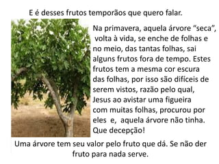 E é desses frutos temporãos que quero falar.
Na primavera, aquela árvore “seca”,
volta à vida, se enche de folhas e
no meio, das tantas folhas, sai
alguns frutos fora de tempo. Estes
frutos tem a mesma cor escura
das folhas, por isso são difíceis de
serem vistos, razão pelo qual,
Jesus ao avistar uma figueira
com muitas folhas, procurou por
eles e, aquela árvore não tinha.
Que decepção!
Uma árvore tem seu valor pelo fruto que dá. Se não der
fruto para nada serve.
 