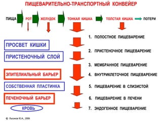 ПИЩЕВАРИТЕЛЬНО-ТРАНСПОРТНЫЙ  КОНВЕЙЕР ПИЩА   РОТ  ЖЕЛУДОК  ТОНКАЯ  КИШКА  ТОЛСТАЯ  КИШКА  ПОТЕРИ     1.  ПОЛОСТНОЕ  ПИЩЕВАРЕНИЕ ПРОСВЕТ  КИШКИ     2.  ПРИСТЕНОЧНОЕ  ПИЩЕВАРЕНИЕ ПРИСТЕНОЧНЫЙ  СЛОЙ     3.  МЕМБРАННОЕ  ПИЩЕВАРЕНИЕ ЭПИТЕЛИАЛЬНЫЙ  БАРЬЕР   4.  ВНУТРИКЛЕТОЧНОЕ  ПИЩЕВАРЕНИЕ   СОБСТВЕННАЯ  ПЛАСТИНКА   5.   ПИЩЕВАРЕНИЕ  В  СЛИЗИСТОЙ ПЕЧЕНОЧНЫЙ  БАРЬЕР   6.  ПИЩЕВАРЕНИЕ  В  ПЕЧЕНИ КРОВЬ   7.  ЭНДОГЕННОЕ  ПИЩЕВАРЕНИЕ ©  Лысиков Ю.А., 2006 