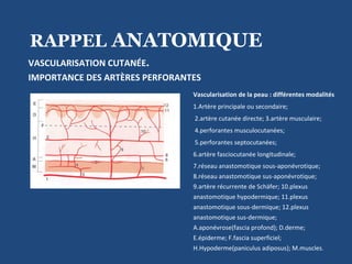 RAPPEL  ANATOMIQUE  VASCULARISATION CUTANÉE . IMPORTANCE DES ARTÈRES PERFORANTES Vascularisation de la peau : différentes modalités 1.Artère principale ou secondaire; 2.artère cutanée directe; 3.artère musculaire; 4.perforantes musculocutanées; 5.perforantes septocutanées;  6.artère fasciocutanée longitudinale;  7.réseau anastomotique sous-aponévrotique; 8.réseau anastomotique sus-aponévrotique; 9.artère récurrente de Schäfer; 10.plexus anastomotique hypodermique; 11.plexus anastomotique sous-dermique; 12.plexus anastomotique sus-dermique; A.aponévrose(fascia profond); D.derme; E.épiderme; F.fascia superficiel; H.Hypoderme(paniculus adiposus); M.muscles . 