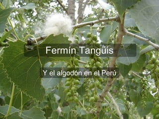 Fermín Tang üis Y el algodón en el Perú 