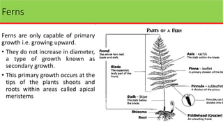 Ferns
Ferns are only capable of primary
growth i.e. growing upward.
• They do not increase in diameter,
a type of growth known as
secondary growth.
• This primary growth occurs at the
tips of the plants shoots and
roots within areas called apical
meristems
 
