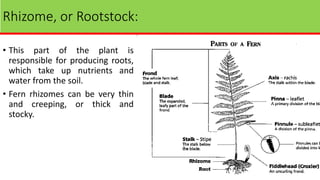 Rhizome, or Rootstock:
• This part of the plant is
responsible for producing roots,
which take up nutrients and
water from the soil.
• Fern rhizomes can be very thin
and creeping, or thick and
stocky.
 