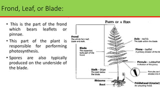 Frond, Leaf, or Blade:
• This is the part of the frond
which bears leaflets or
pinnae.
• This part of the plant is
responsible for performing
photosynthesis.
• Spores are also typically
produced on the underside of
the blade.
 