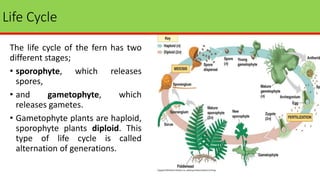 Life Cycle
The life cycle of the fern has two
different stages;
• sporophyte, which releases
spores,
• and gametophyte, which
releases gametes.
• Gametophyte plants are haploid,
sporophyte plants diploid. This
type of life cycle is called
alternation of generations.
 