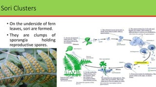 Sori Clusters
• On the underside of fern
leaves, sori are formed.
• They are clumps of
sporangia holding
reproductive spores.
 