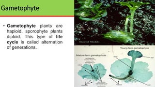 Gametophyte
• Gametophyte plants are
haploid, sporophyte plants
diploid. This type of life
cycle is called alternation
of generations.
 