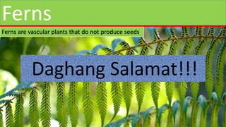 Daghang Salamat!!!
Ferns are vascular plants that do not produce seeds.
Ferns
 