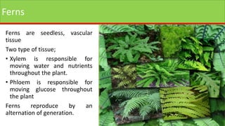 Ferns
Ferns are seedless, vascular
tissue
Two type of tissue;
• Xylem is responsible for
moving water and nutrients
throughout the plant.
• Phloem is responsible for
moving glucose throughout
the plant
Ferns reproduce by an
alternation of generation.
 