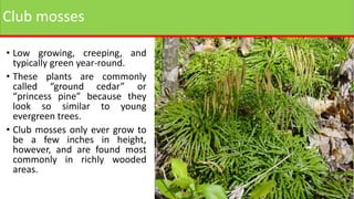 Club mosses
• Low growing, creeping, and
typically green year-round.
• These plants are commonly
called “ground cedar” or
“princess pine” because they
look so similar to young
evergreen trees.
• Club mosses only ever grow to
be a few inches in height,
however, and are found most
commonly in richly wooded
areas.
 