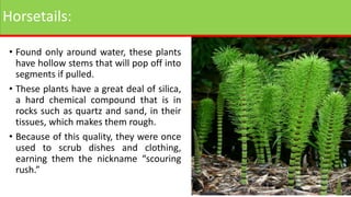 Horsetails:
• Found only around water, these plants
have hollow stems that will pop off into
segments if pulled.
• These plants have a great deal of silica,
a hard chemical compound that is in
rocks such as quartz and sand, in their
tissues, which makes them rough.
• Because of this quality, they were once
used to scrub dishes and clothing,
earning them the nickname “scouring
rush.”
 