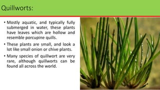 Quillworts:
• Mostly aquatic, and typically fully
submerged in water, these plants
have leaves which are hollow and
resemble porcupine quills.
• These plants are small, and look a
lot like small onion or chive plants.
• Many species of quillwort are very
rare, although quillworts can be
found all across the world.
 