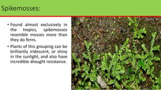 Spikemosses:
• Found almost exclusively in
the tropics, spikemosses
resemble mosses more than
they do ferns.
• Plants of this grouping can be
brilliantly iridescent, or shiny
in the sunlight, and also have
incredible drought resistance.
 
