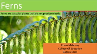 Ferns are vascular plants that do not produce seeds.
Ferns
Erinio Mahusay
College Of Education
Botany Class
 