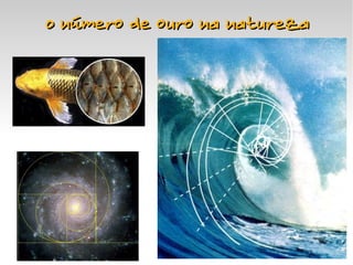 O número de ouro na natureza




                  
 
