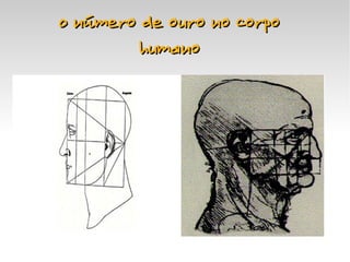 O número de ouro no corpo
             humano




       '




                  
 